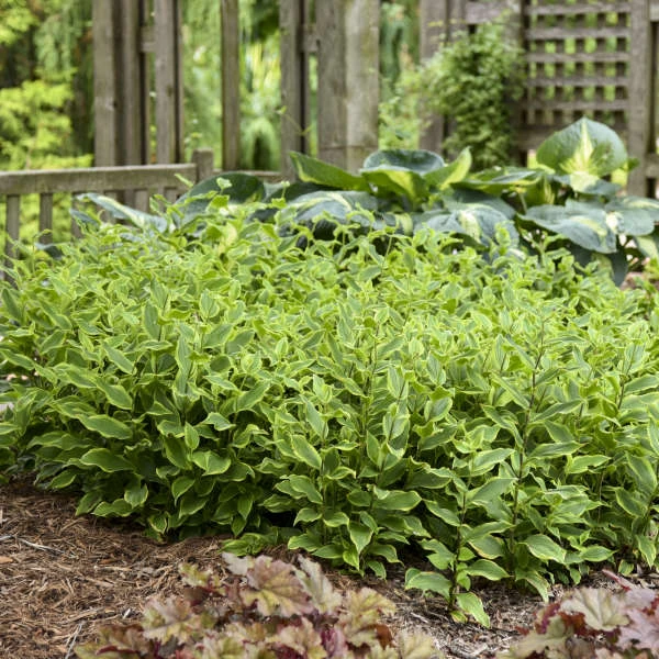 'Autumn Glow' Formosa Toad Lily 6 'Autumn Glow' Formosa Toad Lily - Image 4
