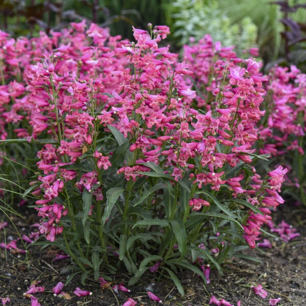 Bejeweled™ 'Pink Pearls' Beardtongue 5 Bejeweled™ 'Pink Pearls' Beardtongue - Image 3
