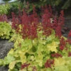 Dolce® 'Appletini' Coral Bells -Great Garden Plants 7277446bce30506e67793ed09bc231ff