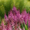 'Maggie Daley' Astilbe -Great Garden Plants 731 Maggie Daley Astilbe