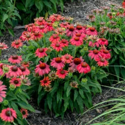 Summersong™ Firefinch™ Coneflower 9 Summersong™ Firefinch™ Coneflower -Great Garden Plants 733 Summersong Firefinch Coneflower 1