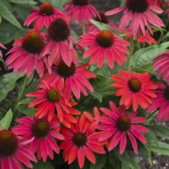 Summersong™ Firefinch™ Coneflower 10 Summersong™ Firefinch™ Coneflower -Great Garden Plants 733 Summersong Firefinch Coneflower 2