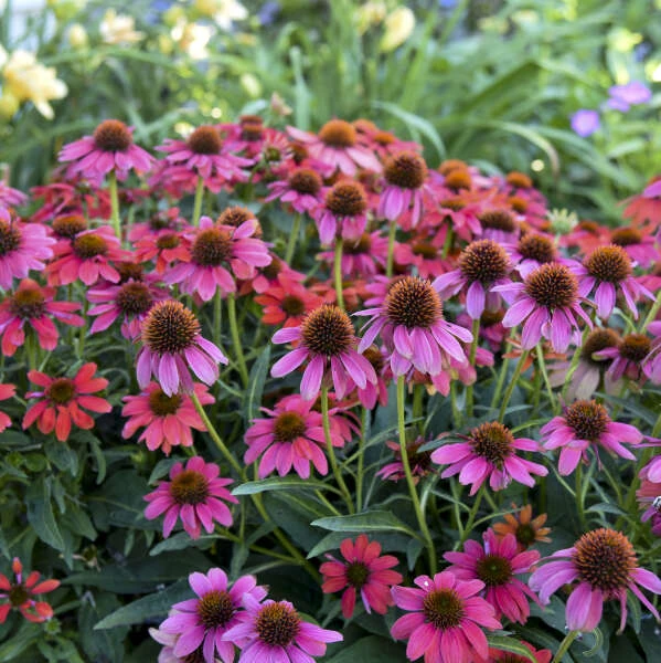 Summersong™ Firefinch™ Coneflower 3 Summersong™ Firefinch™ Coneflower