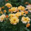 Suñorita® Rose -Great Garden Plants 747 3062 popup