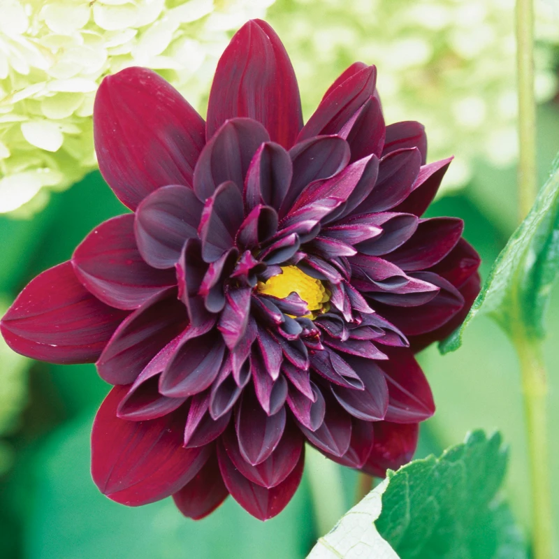 'Arabian Night' Dahlia 5 'Arabian Night' Dahlia - Image 3