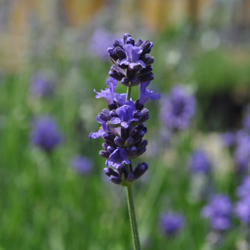 Munstead Lavender 4 Munstead Lavender - Image 2