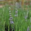 Provence French Lavender 2 Provence French Lavender -Great Garden Plants 781 lavandula provence 2