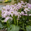 'Fairytale Romance' Pigsqueak -Great Garden Plants 78b52ceaacb9e5349d980c1267f207bd