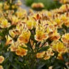 'Summer Breeze' Peruvian Lily 2 'Summer Breeze' Peruvian Lily -Great Garden Plants 7a7969d52cd4690638bd54c4b2452df1