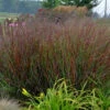 Prairie Winds® 'Cheyenne Sky' Switchgrass -Great Garden Plants 837 4485 popup