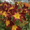 Rainbow Rhythm® 'Ruby Spider' Daylily 1 Rainbow Rhythm® 'Ruby Spider' Daylily -Great Garden Plants 843232722e226db50342951df2a564a3