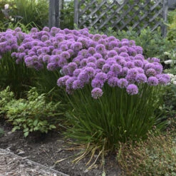 'Millenium' Allium -Great Garden Plants 84c55f6ee83f67044b932c16a12b7178