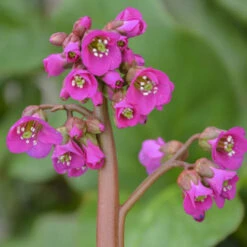 'Winterglut' Pigsqueak -Great Garden Plants 8547f607750c9dd0a436936bfb38d76f