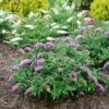 Pugster Periwinkle® Butterfly Bush -Great Garden Plants 855 4136 popup