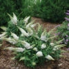 Pugster White® Butterfly Bush -Great Garden Plants 857 4134 popup