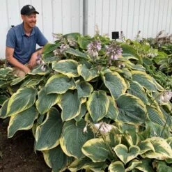 Shadowland® 'Gigantosaurus' Hosta -Great Garden Plants 858e931dfdac627605d9c3b55b7fd599
