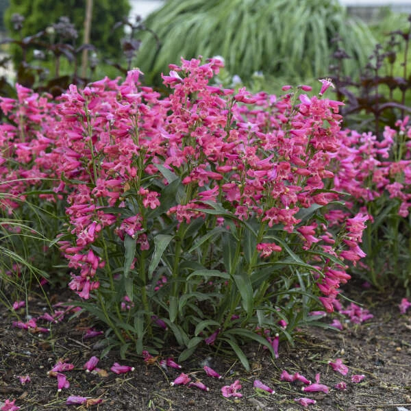Bejeweled™ 'Pink Pearls' Beardtongue 3 Bejeweled™ 'Pink Pearls' Beardtongue