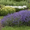 Munstead Lavender -Great Garden Plants 87c4869f4eaed8ac2ca72325c17d3f89