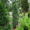 Pinpoint® Blue False Cypress -Great Garden Plants 896 4161 popup