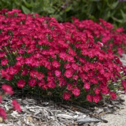 'Paint The Town Red' Dianthus 9 'Paint The Town Red' Dianthus -Great Garden Plants 8d9e493de68a8bec5e3463796fee61b9