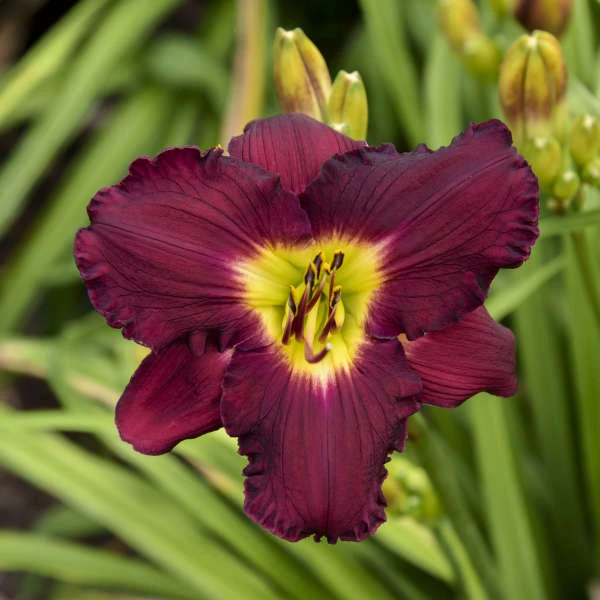 Rainbow Rhythm® 'Nosferatu' Daylily 4 Rainbow Rhythm® 'Nosferatu' Daylily - Image 2