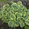 'Mighty Mouse' Hosta -Great Garden Plants 935286a1f010f7e6fc1f7f2ff38485cc