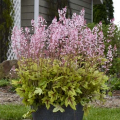 Fun And Games® 'Eye Spy' Foamy Bells -Great Garden Plants 940d71b1f49c0350021022dffb82a293