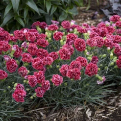 Fruit Punch® 'Cherry Vanilla' Dianthus 9 Fruit Punch® 'Cherry Vanilla' Dianthus -Great Garden Plants 977a29d74ca5f8b549591dbeb012c3b4