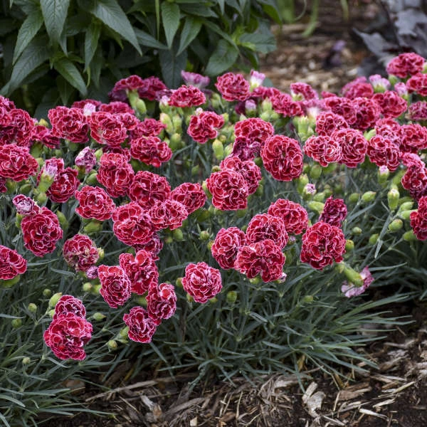 Fruit Punch® 'Cherry Vanilla' Dianthus 4 Fruit Punch® 'Cherry Vanilla' Dianthus - Image 2