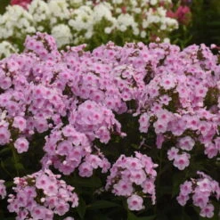 Luminary™ 'Opalescence' Phlox -Great Garden Plants 97eb822f201cd96f5088c7eb4d264472