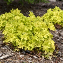 Dolce® 'Apple Twist' Coral Bells 10 Dolce® 'Apple Twist' Coral Bells -Great Garden Plants 9b3129449c965b7e4b021bf08ed854ab