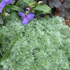 Great Garden Plants -Great Garden Plants ARTSM1Q 2 sw