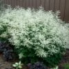 Goatsbeard -Great Garden Plants ARUDI1Q 3 sw