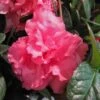 Bloom-A-Thon® Pink Double Reblooming Azalea -Great Garden Plants AZADP1Q 1 3951d9ec 93d5 40a6 8bc6 0f9b2e2b4a98 sw