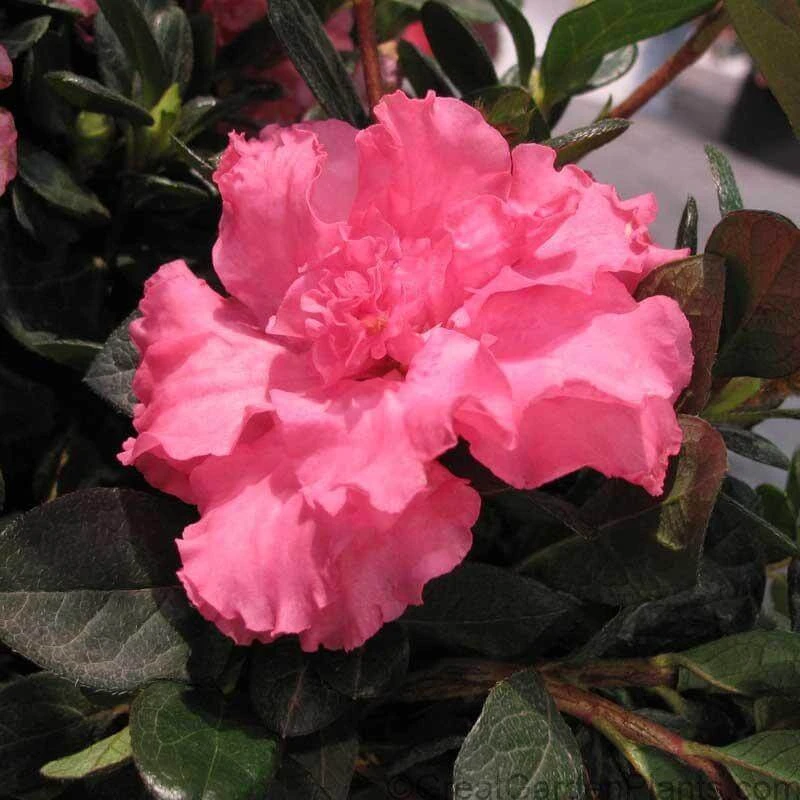 Bloom-A-Thon® Pink Double Reblooming Azalea 4 Bloom-A-Thon® Pink Double Reblooming Azalea - Image 2