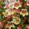 Sunny Anniversary® Abelia -Great Garden Plants Abelia Sunny Anniversary 1 P