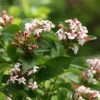 Sweet Emotion® Abelia -Great Garden Plants Abelia Sweet Emotion 1 P