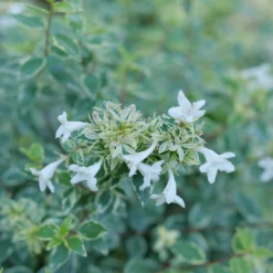 Mucho Gusto™ Abelia -Great Garden Plants AbeliaMuchoGustoP1218145 1080x1080 42faef0