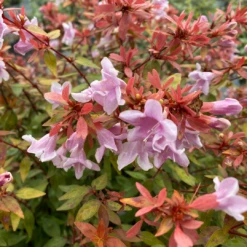 Poco Loco™ Abelia -Great Garden Plants Abelia Poco Loco IMG 3084 1080x1080 1733381