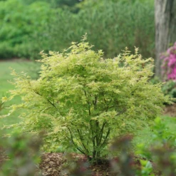 Metamorphosa™ Japanese Maple 7 Metamorphosa™ Japanese Maple -Great Garden Plants AcerMetamorphosaDSC06295 800x800 606a0ac