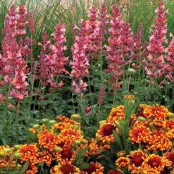 Kudos™ Ambrosia Hummingbird Mint