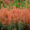 Kudos™ Mandarin Hummingbird Mint -Great Garden Plants Agastache Kudos Mandarin 2