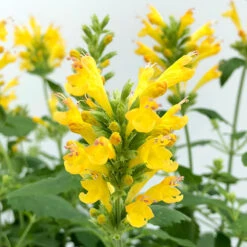Poquito™ Butter Yellow Hummingbird Mint -Great Garden Plants Agastache Poquito Butter Yellow 2 P