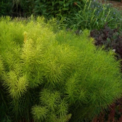 Threadleaf Bluestar 12 Threadleaf Bluestar -Great Garden Plants Amsonia hubrichtii foliage june