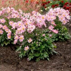 Satin Doll™ 'Glow' Japanese Anemone -Great Garden Plants Anemone Satin Doll Glow 3 400x400 1