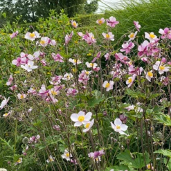 'Robustissima' Japanese Anemone -Great Garden Plants Anemonerobustissima 210812gbo006