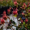 'Little Lanterns' Columbine 1 'Little Lanterns' Columbine -Great Garden Plants Aquilegia Little Lanterns