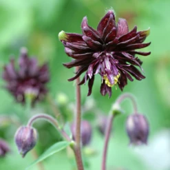 'Black Barlow' Columbine