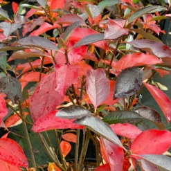 Low Scape Snowfire™ Aronia -Great Garden Plants AroniaLowScapeSnowfireIMG 9740 800x800 219af5b