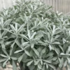 GardenGhost™ Wormwood 1 GardenGhost™ Wormwood -Great Garden Plants Artemisia GardenGhost